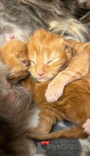 Photo №2 to announcement № 103573 for the sale of maine coon - buy in United States breeder