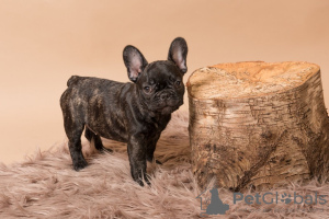 Photo №3. Home trained French Bulldog available now. Germany