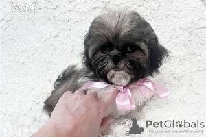 Photo №1. shih tzu - for sale in the city of Berlin | 370$ | Announcement № 107505