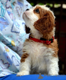 Photo №3. Cavalier King Charles Spaniel Blenheim and Tricolor. Serbia