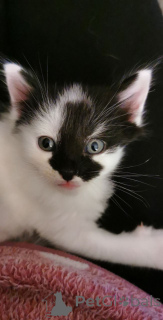 Photo №3. 2 Left GCCF British Shorthair Babies Ready Soon. Netherlands