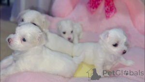 Photo №2 to announcement № 175187 for the sale of maltese dog - buy in Germany private announcement