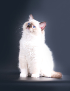 Photo №4. I will sell ragdoll in the city of Samara. private announcement, from nursery, breeder - price - Negotiated