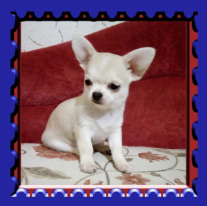 Photo №1. chihuahua - for sale in the city of Kiev | 182$ | Announcement № 3778