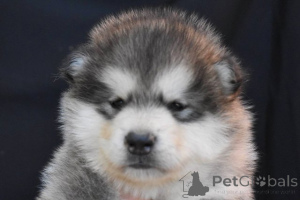 Photo №1. alaskan malamute - for sale in the city of Šid | negotiated | Announcement № 173140