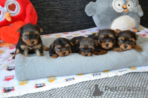 Photo №1. yorkshire terrier - for sale in the city of Donji Miholjac | 951$ | Announcement № 115617