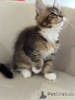 Photo №3. LOOF Maine Coon Kittens. Monaco