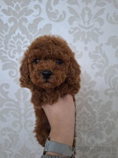 Photo №1. poodle (toy) - for sale in the city of Нови Сад | 845$ | Announcement № 93109