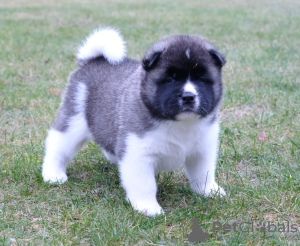Photo №4. I will sell american akita in the city of Grodno. breeder - price - negotiated