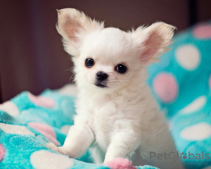 Photo №1. chihuahua - for sale in the city of Beaufort | negotiated | Announcement № 97278