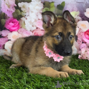 Photo №3. Nancy German Shepherd Dog Female 10 weeks old Ready to go home. United States