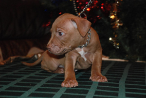 Photo №1. american pit bull terrier - for sale in the city of Tula | 500$ | Announcement № 536