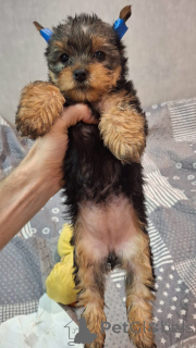 Photo №3. Miniature Yorki.. Lithuania