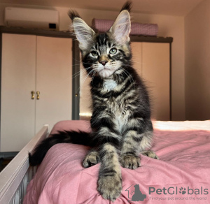 Photo №2 to announcement № 133034 for the sale of maine coon - buy in Germany private announcement