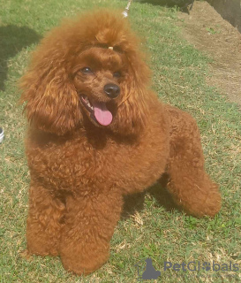 Additional photos: Red Poodle