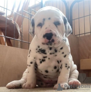 Photo №1. dalmatian dog - for sale in the city of Stockholm | negotiated | Announcement № 113246