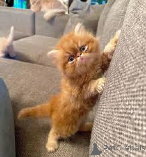 Photo №2 to announcement № 165917 for the sale of persian cat - buy in France private announcement, breeder