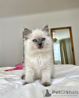 Photo №2 to announcement № 101802 for the sale of ragdoll - buy in Germany private announcement, breeder