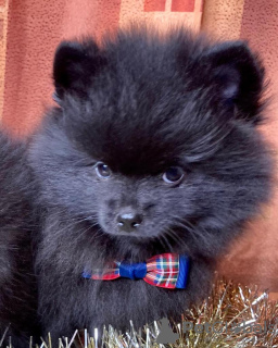 Photo №3. Black Spitz puppy. Russian Federation