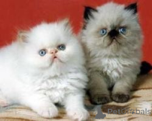 Photo №1. himalayan cat - for sale in the city of Groningen | 774$ | Announcement № 160444
