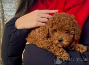 Photo №4. I will sell poodle (toy) in the city of St. Gallen.  - price - 1506$