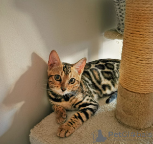 Photo №1. bengal cat - for sale in the city of Москва | negotiated | Announcement № 23716