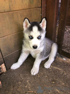 Photo №4. I will sell siberian husky in the city of Hardenberg. private announcement, breeder - price - 423$