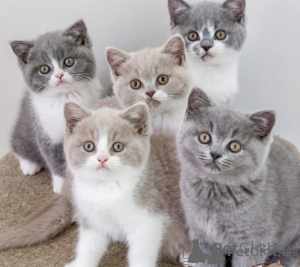 Photo №1. british shorthair - for sale in the city of Aalborg | negotiated | Announcement № 174669