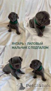 Photo №3. French Bulldog puppies. Russian Federation