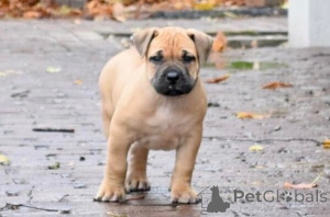 Photo №2 to announcement № 170408 for the sale of boerboel - buy in Belgium 