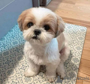 Photo №1. maltese dog - for sale in the city of Wolvesnewton | 350$ | Announcement № 125604