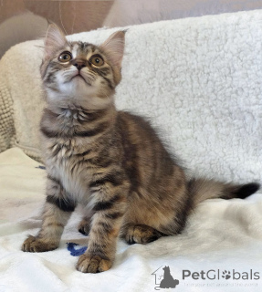 Photo №2 to announcement № 158290 for the sale of  - buy in Russian Federation private announcement