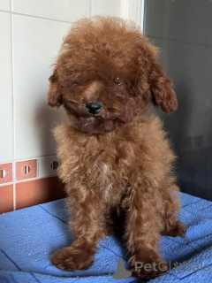 Photo №1. poodle (toy) - for sale in the city of Kiev | 1129$ | Announcement № 150131