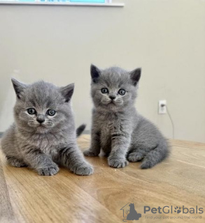 Photo №1. british shorthair - for sale in the city of Lübeck | Is free | Announcement № 129992