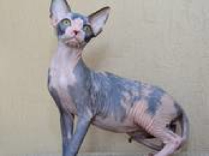 Photo №3. In the cattery Dimon Style there are wonderful kittens of the Canadian Sphynx.. Belarus