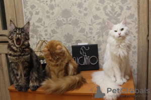 Additional photos: Maine Coon girl black marble color