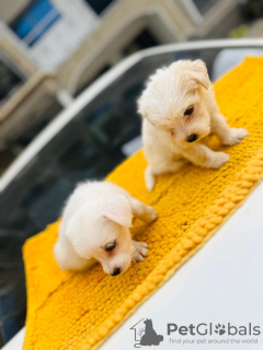 Photo №3. MALTESE PUPPIES AVAILABLE TO GO TO ANY LOVELY FAMILY. Germany