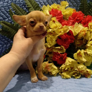 Photo №4. I will sell chihuahua in the city of Donetsk. from nursery - price - 200$