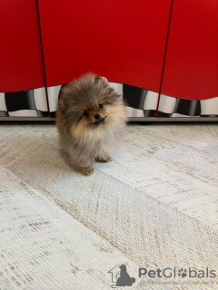 Photo №2 to announcement № 100494 for the sale of pomeranian - buy in Lithuania private announcement