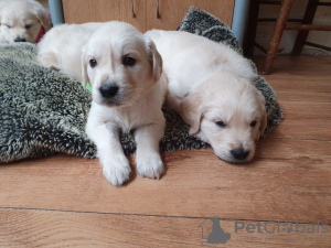 Photo №1. golden retriever - for sale in the city of Hengelo | 370$ | Announcement № 81664