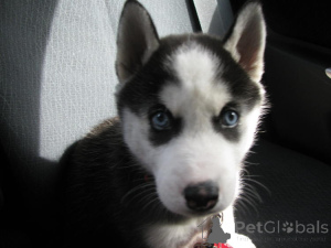 Photo №3. Siberian Husky puppies. 3 Males, 4 females.. Belarus
