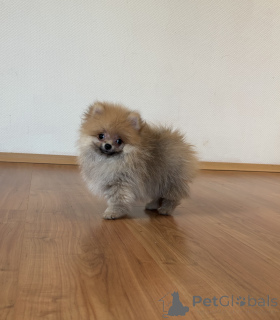 Photo №1. pomeranian - for sale in the city of Москва | 406$ | Announcement № 144154