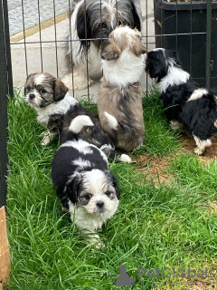 Additional photos: Adorable Shih Tzu Puppies for free adoption