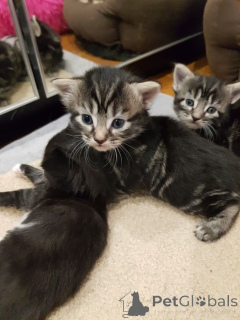 Photo №2 to announcement № 161095 for the sale of european shorthair - buy in Sweden breeder