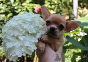 Photo №1. chihuahua - for sale in the city of Минеральные Воды | 540$ | Announcement № 11264