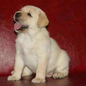 Photo №4. I will sell labrador retriever in the city of Borisov. breeder - price - Negotiated