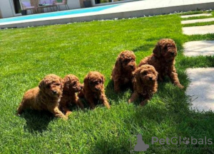 Photo №1. poodle (toy), poodle (dwarf) - for sale in the city of Нови Сад | negotiated | Announcement № 104977