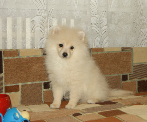Photo №1. pomeranian - for sale in the city of Kaluga | 260$ | Announcement № 1985