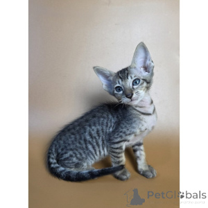 Photo №1. oriental shorthair - for sale in the city of Nonnweiler | 361$ | Announcement № 174407