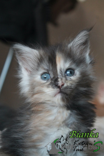 Photo №4. I will sell maine coon in the city of St. Petersburg. private announcement, from nursery, breeder - price - 42264$